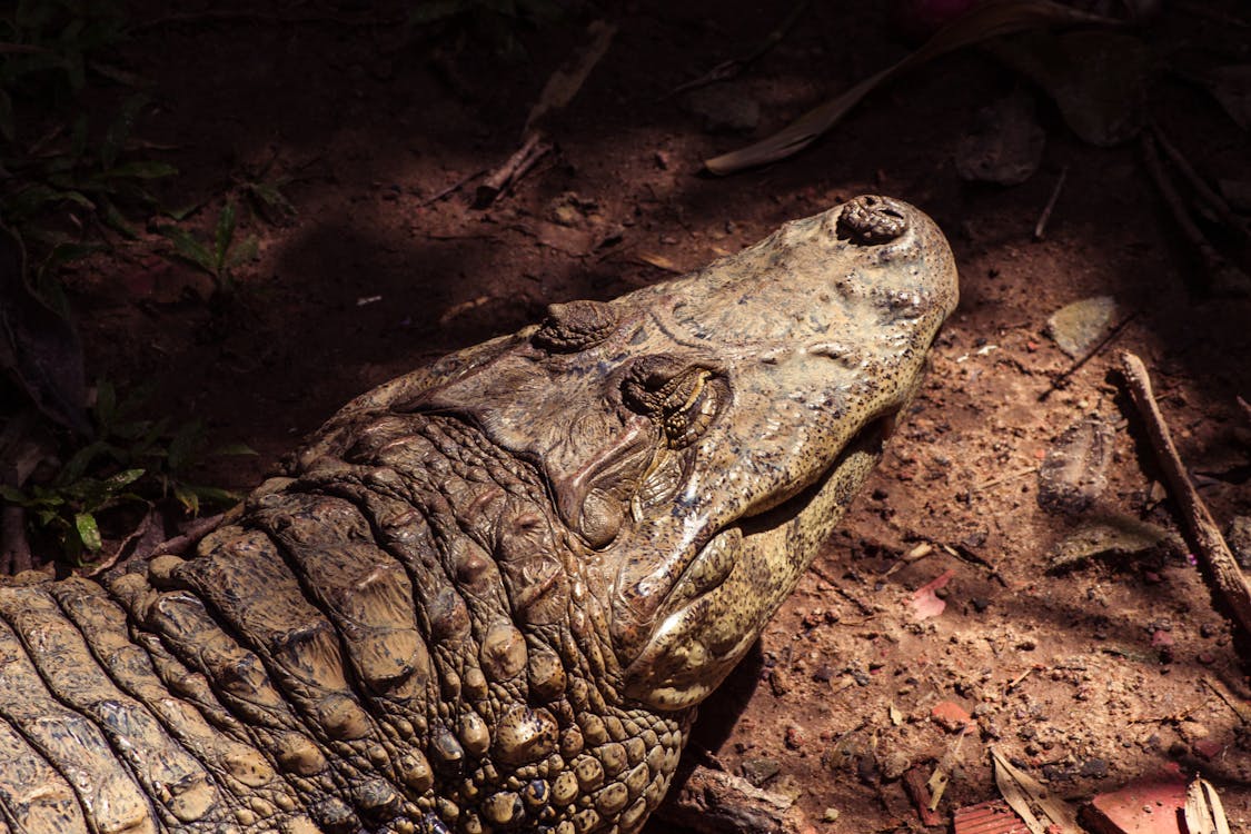 An alligator lying in a swamp with its body visible