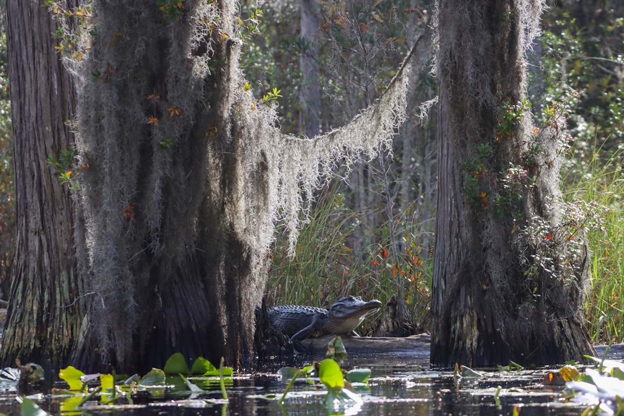 An alligator floating in water with just its eyes showing