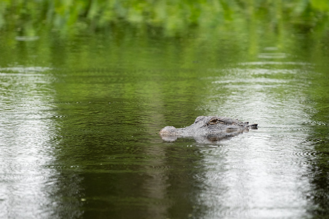 An alligator swimming in water