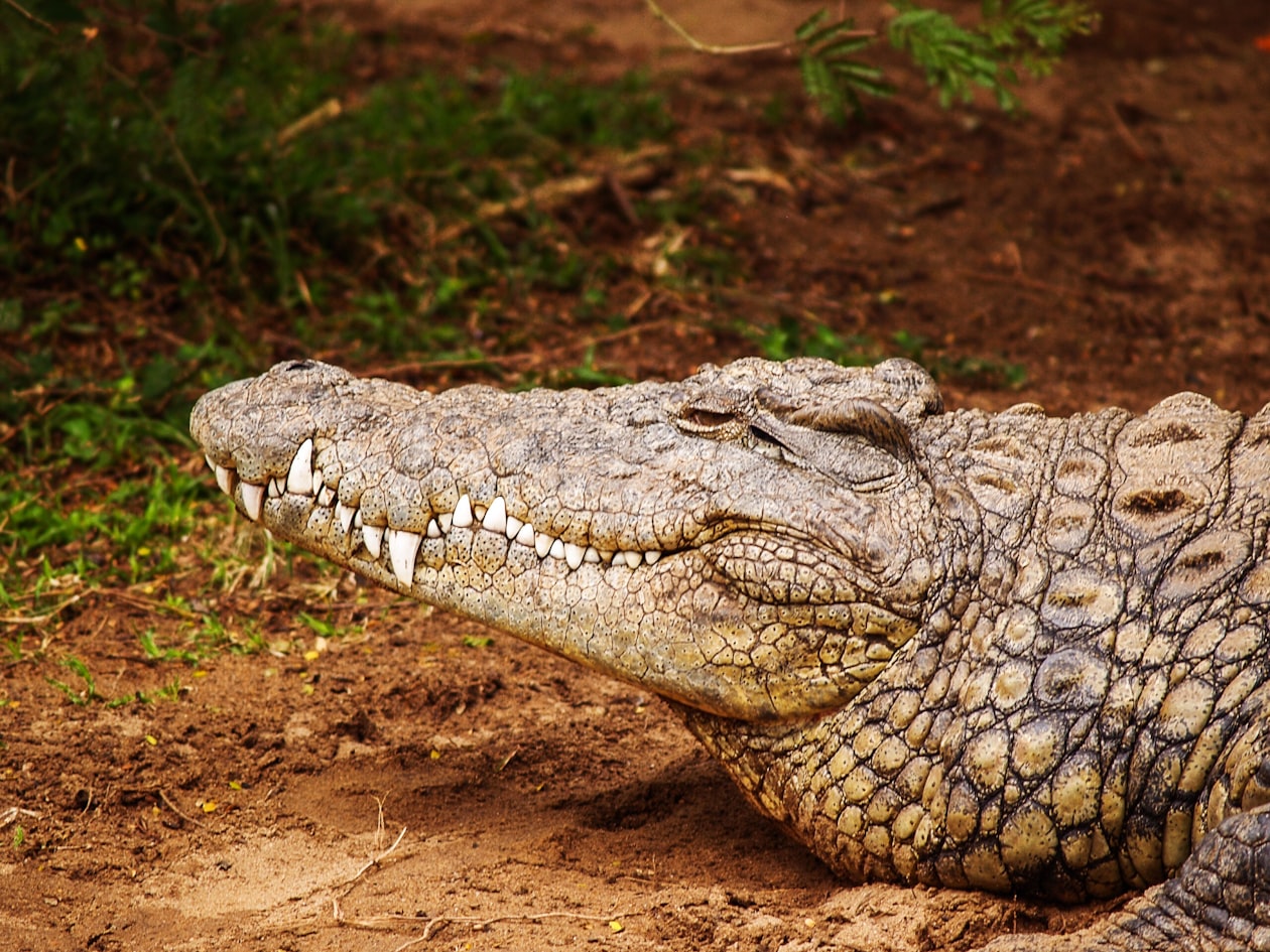 An alligator with its mouth open showing teeth