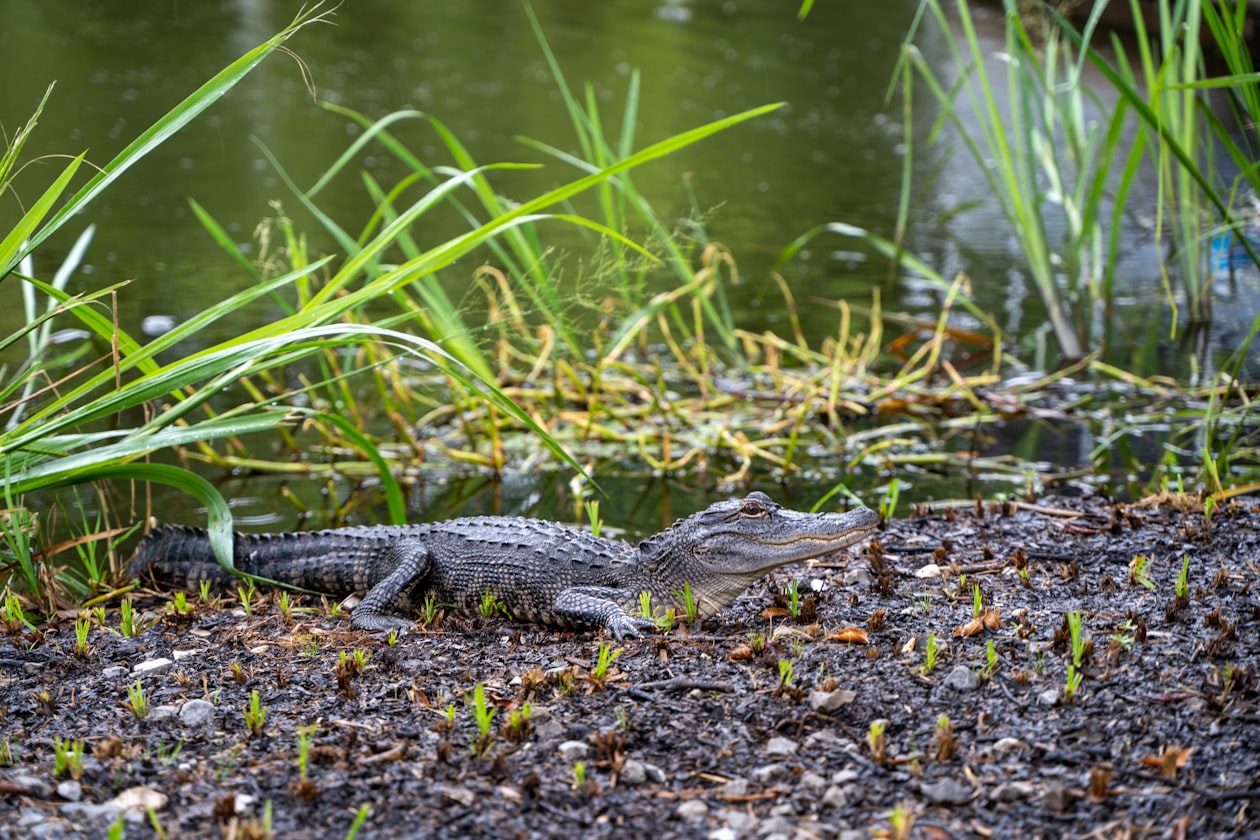 An alligator basking in the sun on a riverbank