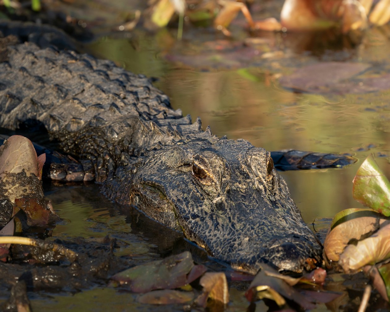 A mother alligator near a nest of eggs