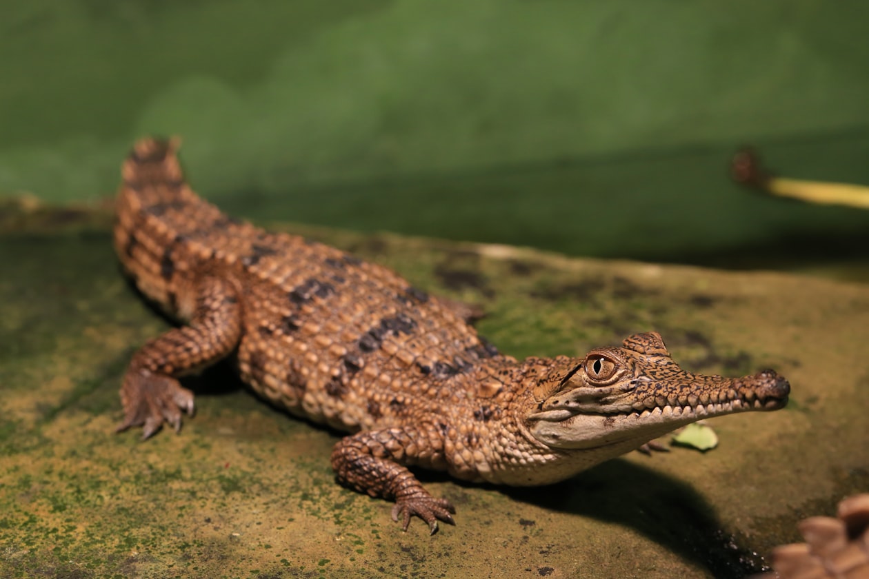 Baby alligators in the water