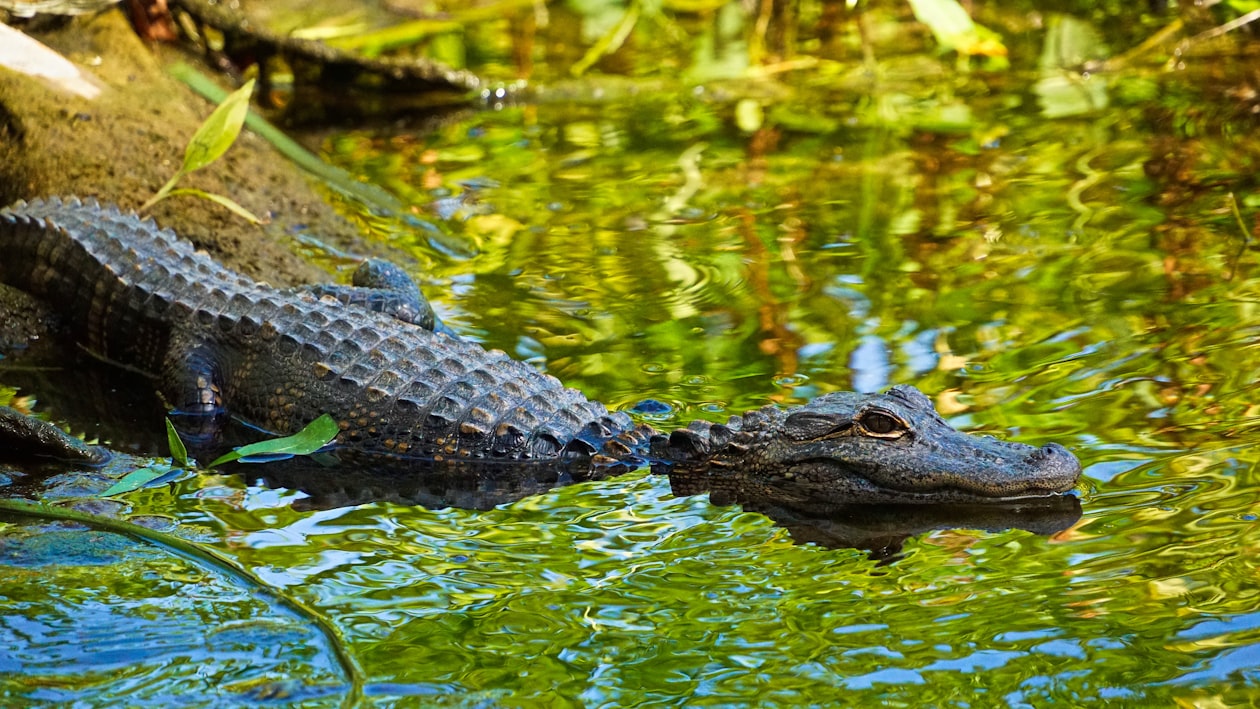 An alligator resting peacefully in a green swamp