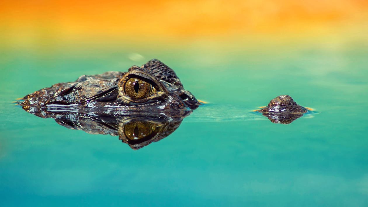 Alligators cover