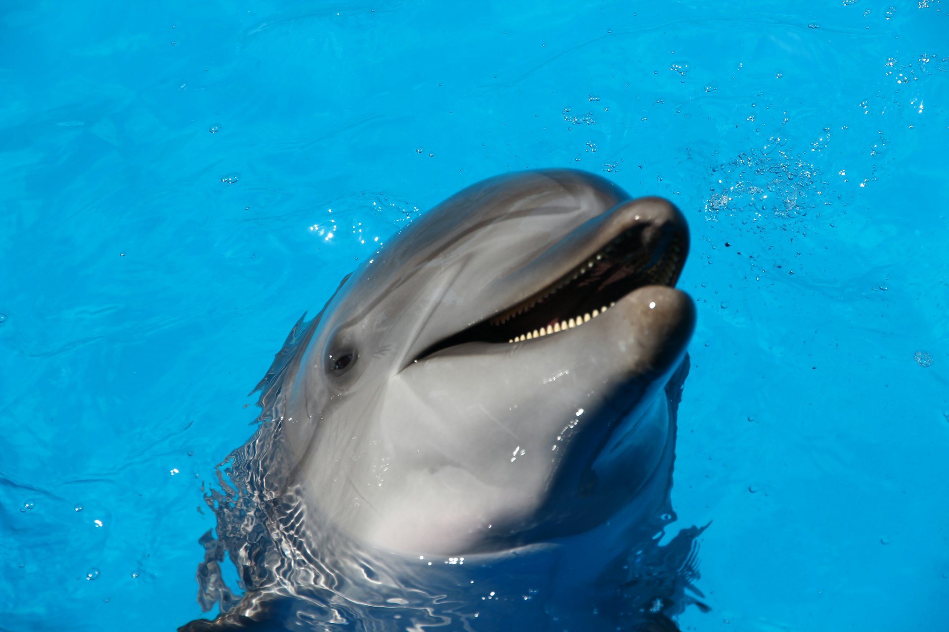 A dolphin swimming at the surface of the water