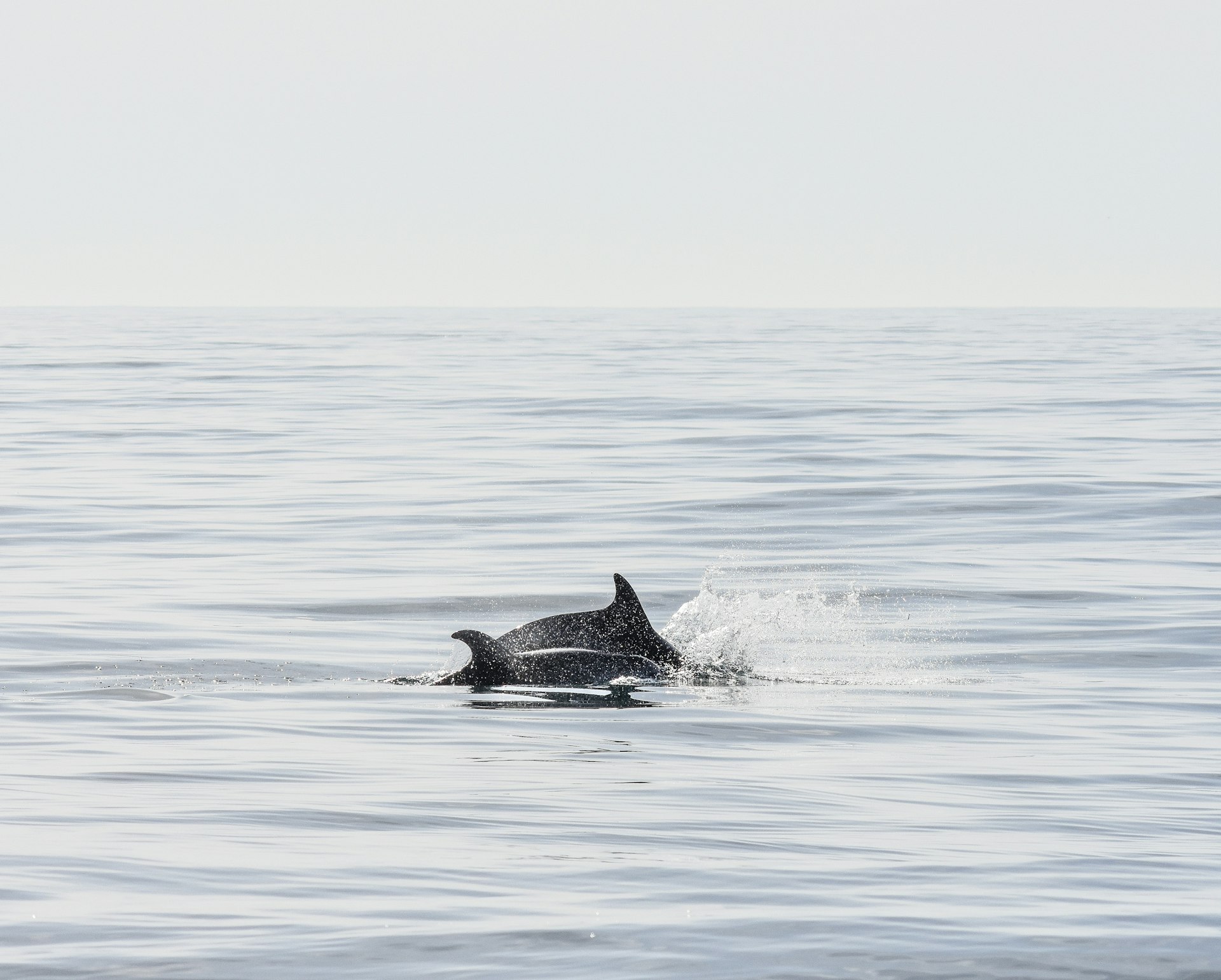 Dolphins swimming together in the open ocean