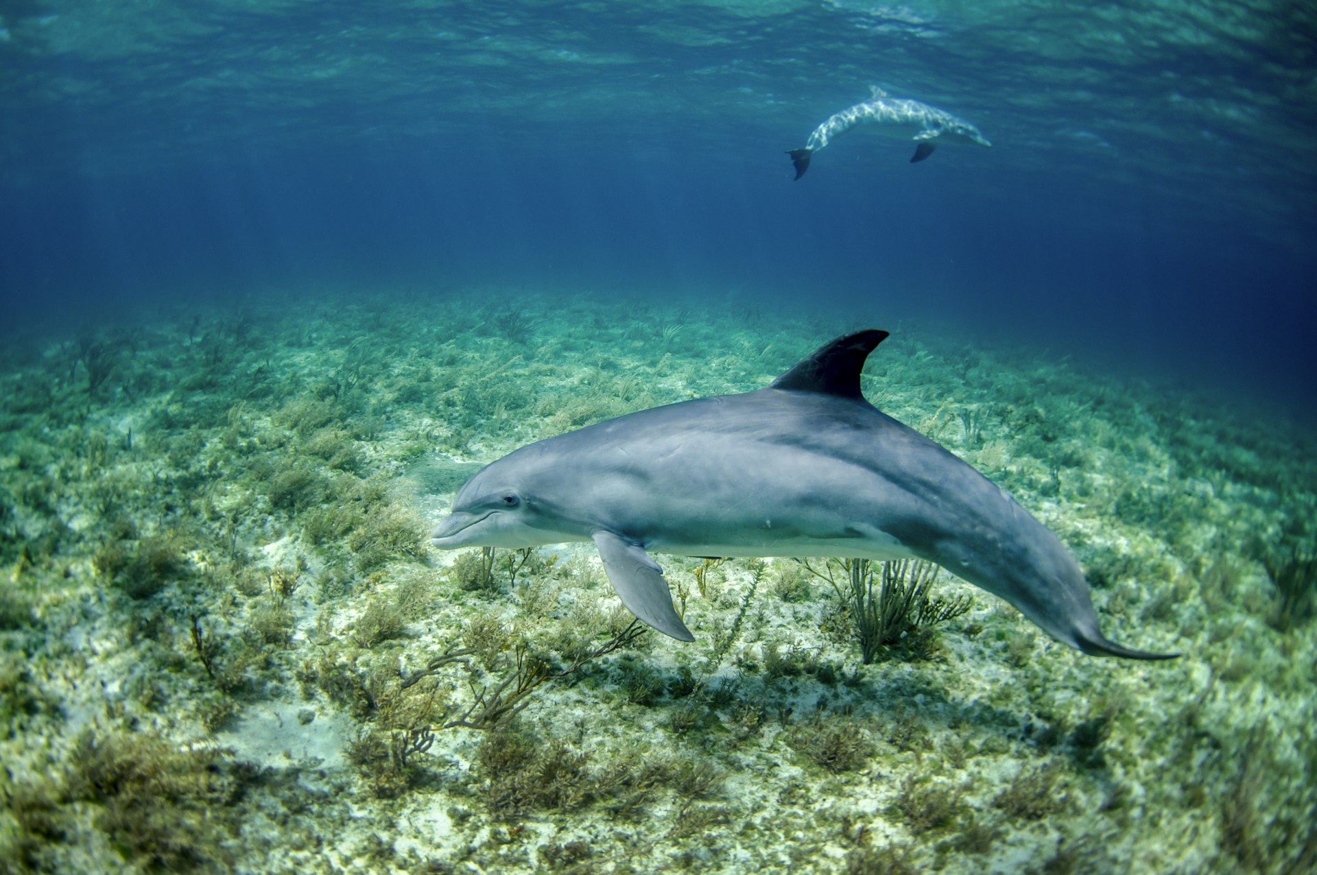 A dolphin coming to the surface to breathe