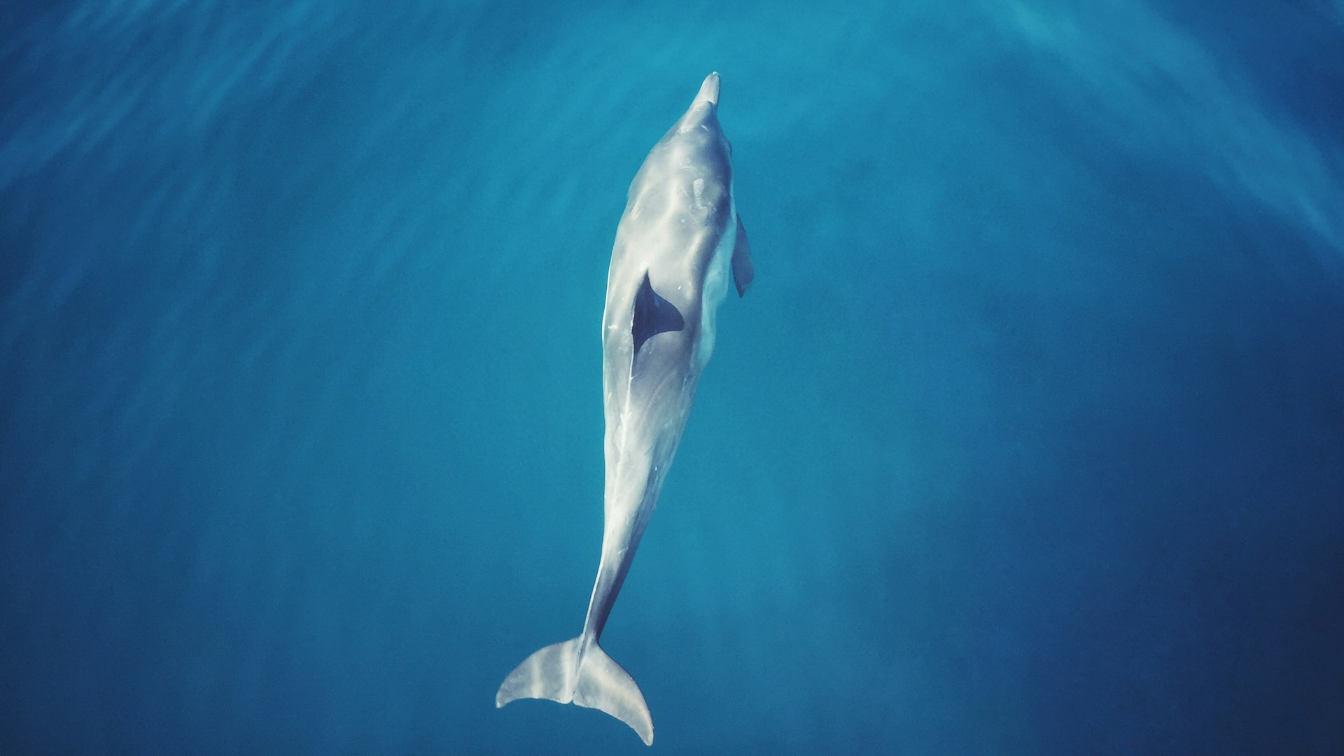 A dolphin swimming underwater