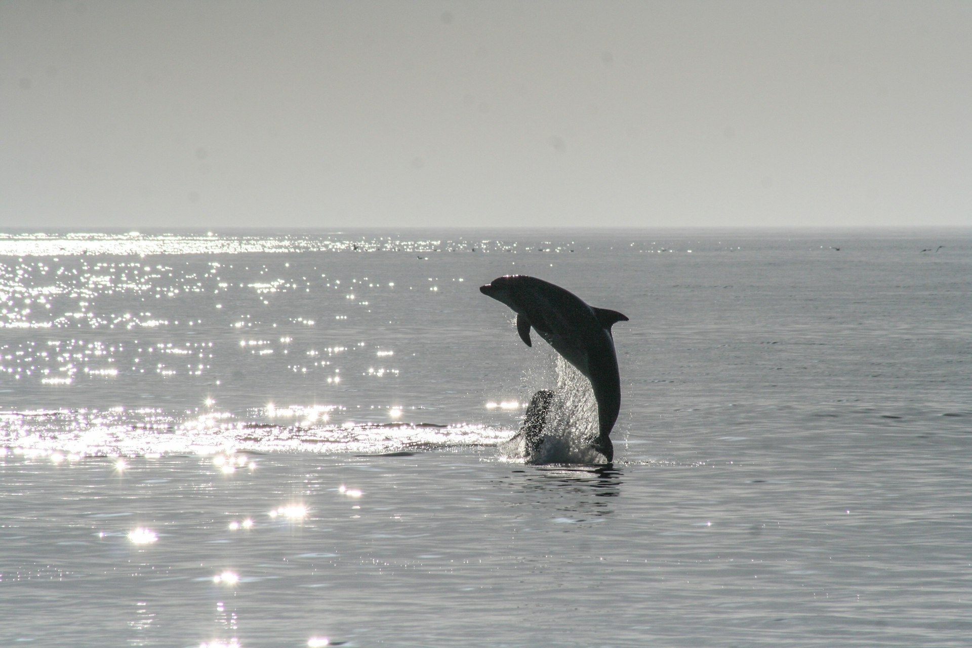 A dolphin leaping high out of the ocean