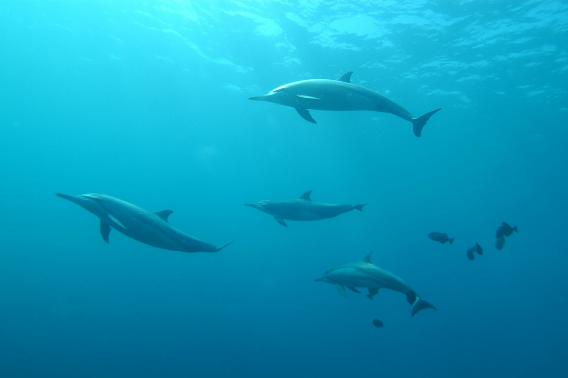 A school of dolphins swimming together underwater
