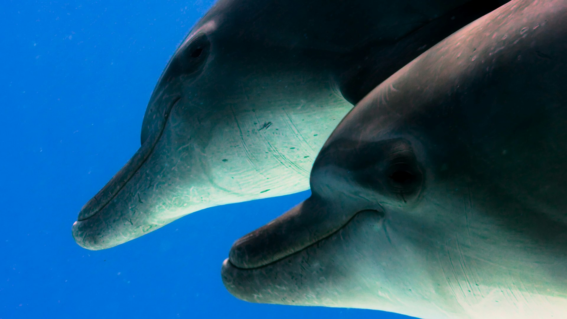 Two dolphins swimming close together underwater