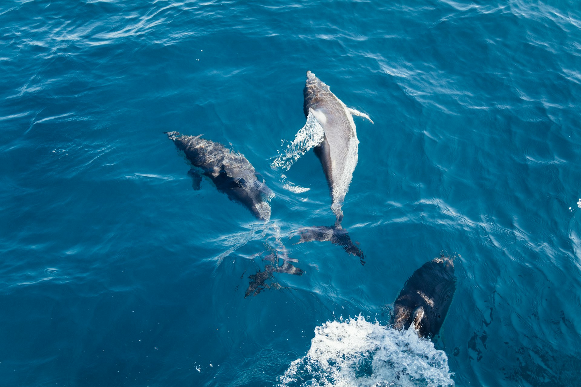 Three dolphins surfacing together in the ocean