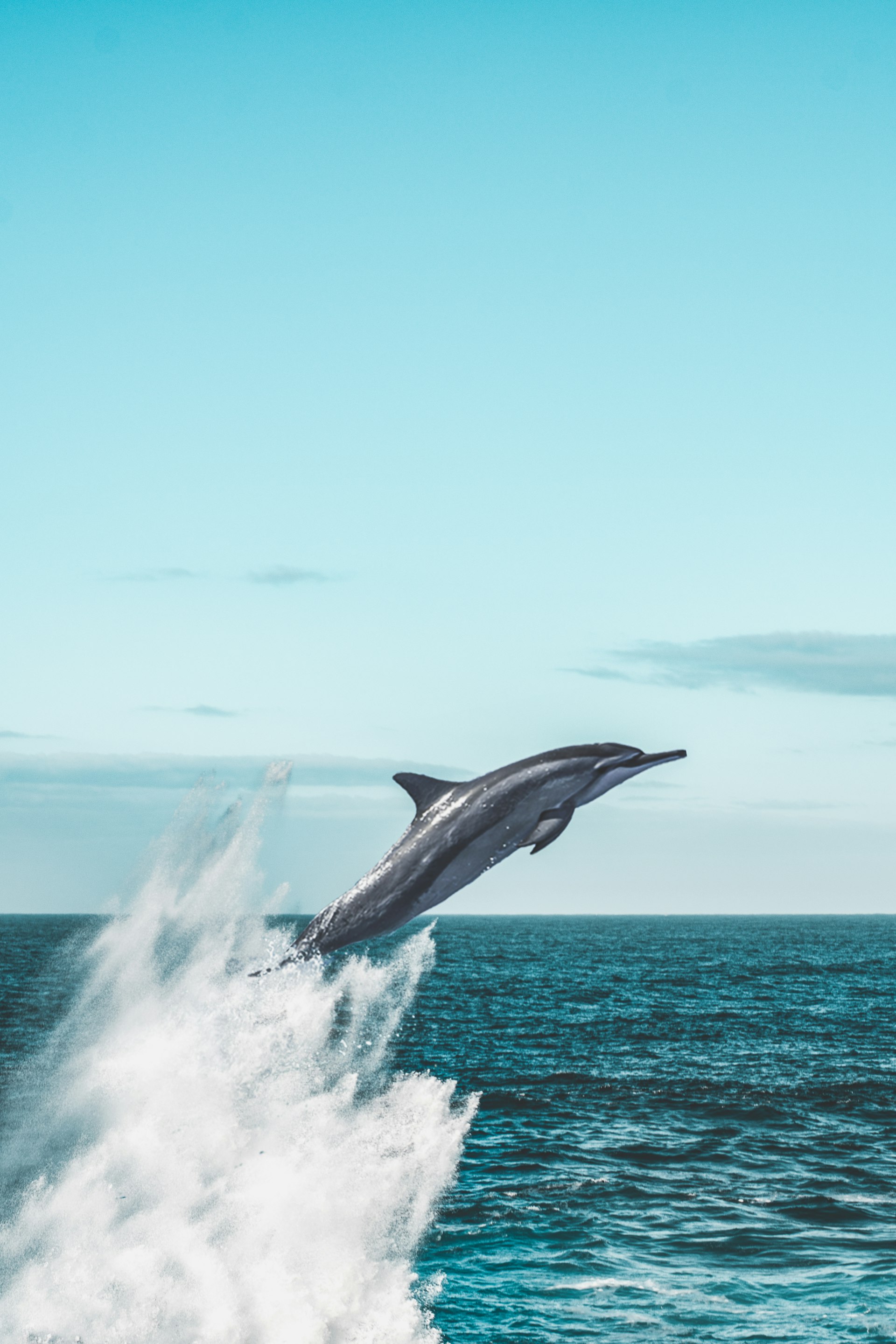 Dolphins cover