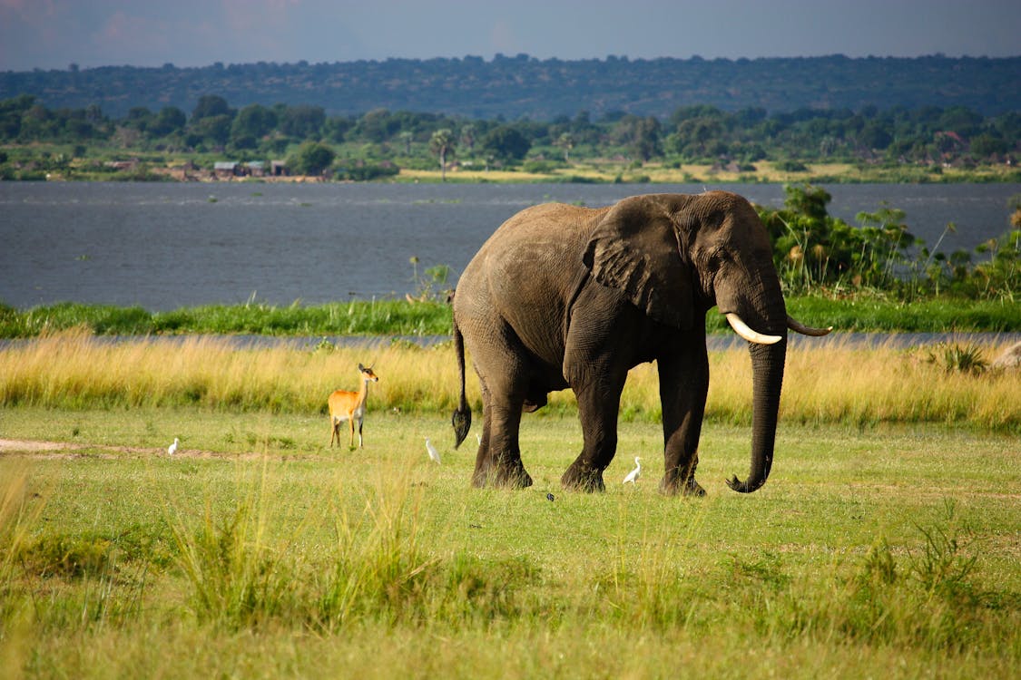 A large African elephant standing tall on the grassland