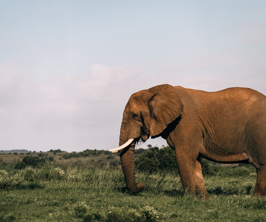 An elephant using its trunk to pick up food from the ground