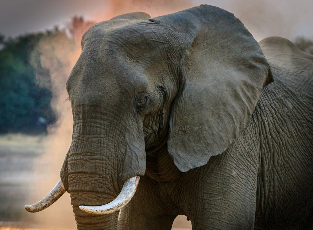 A close-up of an elephant with its large ears spread wide