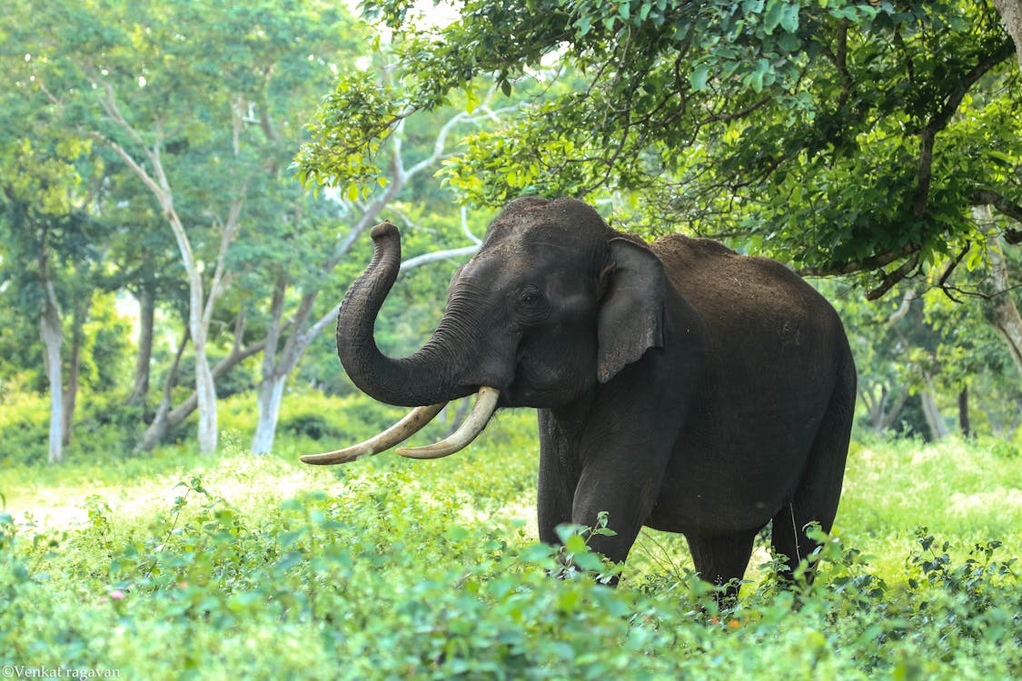 An elephant eating leaves and branches from a tree