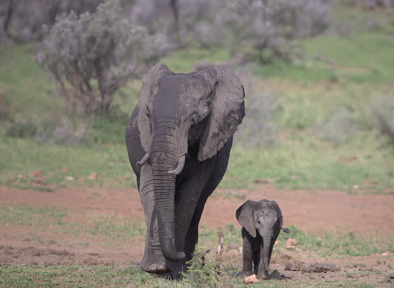 A baby elephant calf standing close to its mother