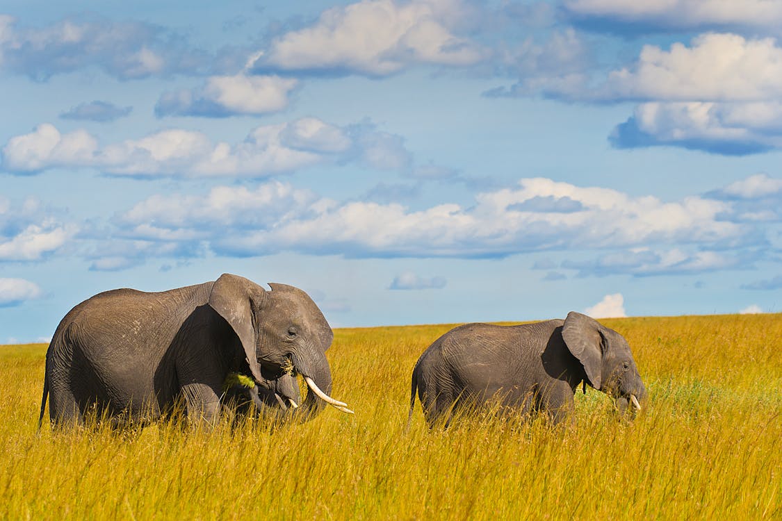 A herd of elephants walking together across the savanna