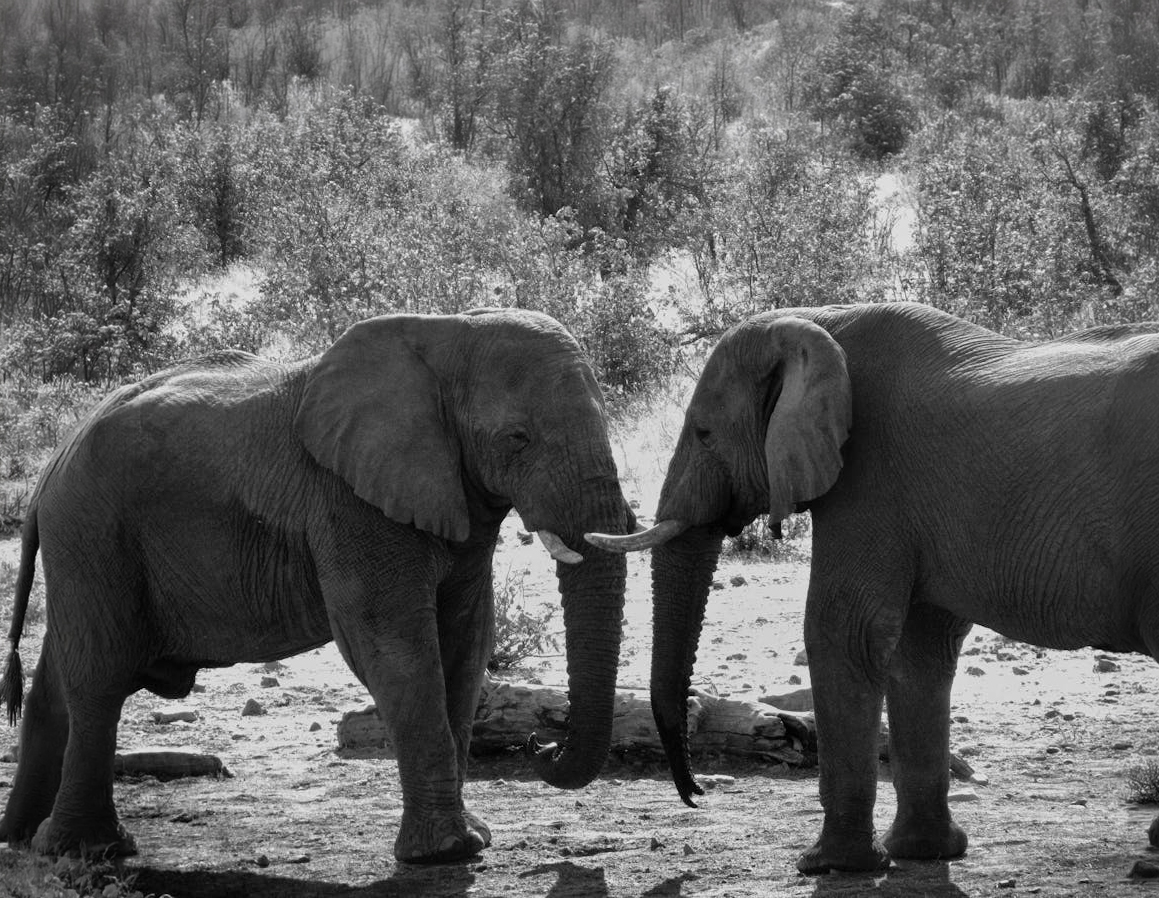 Two elephants touching trunks in greeting