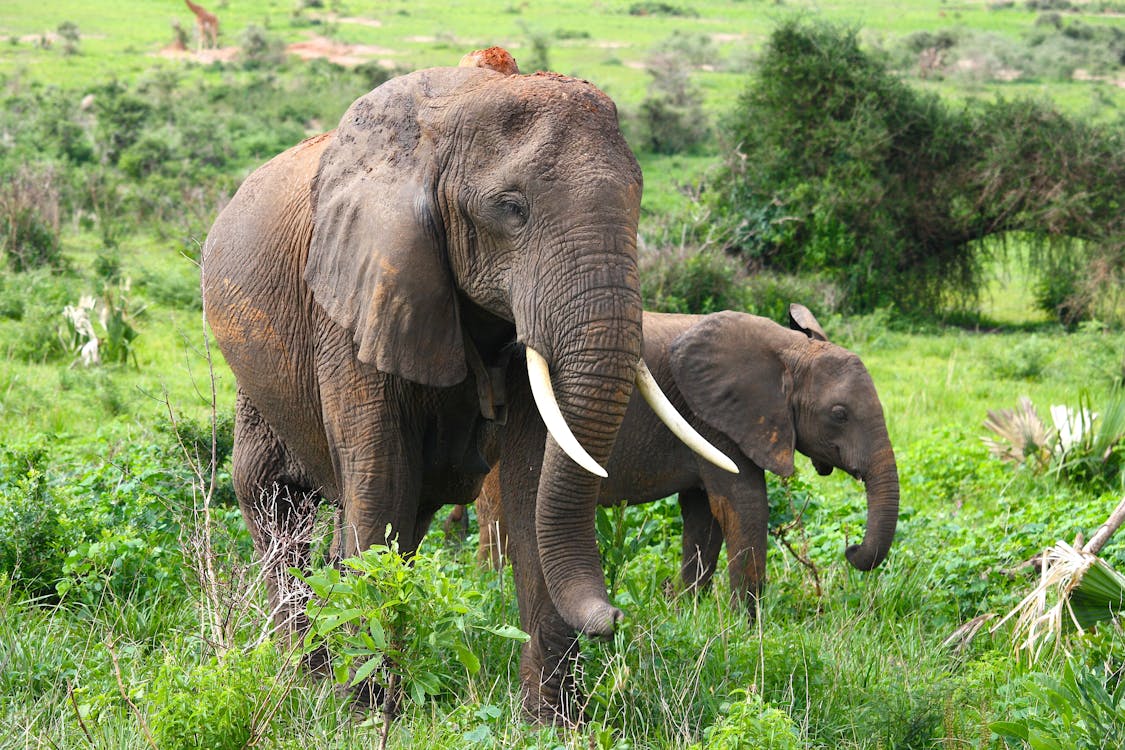 An elephant family resting together under a large acacia tree