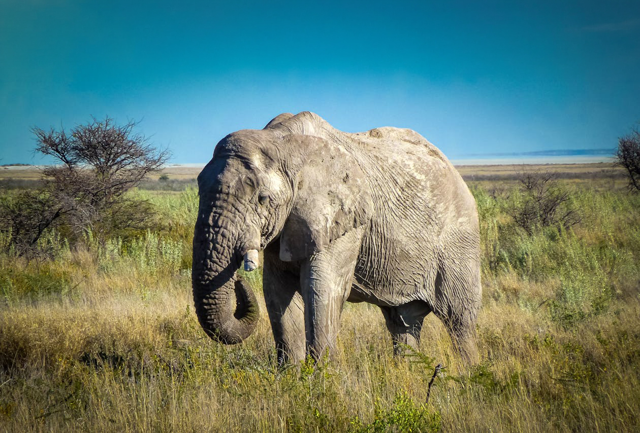 Elephants cover