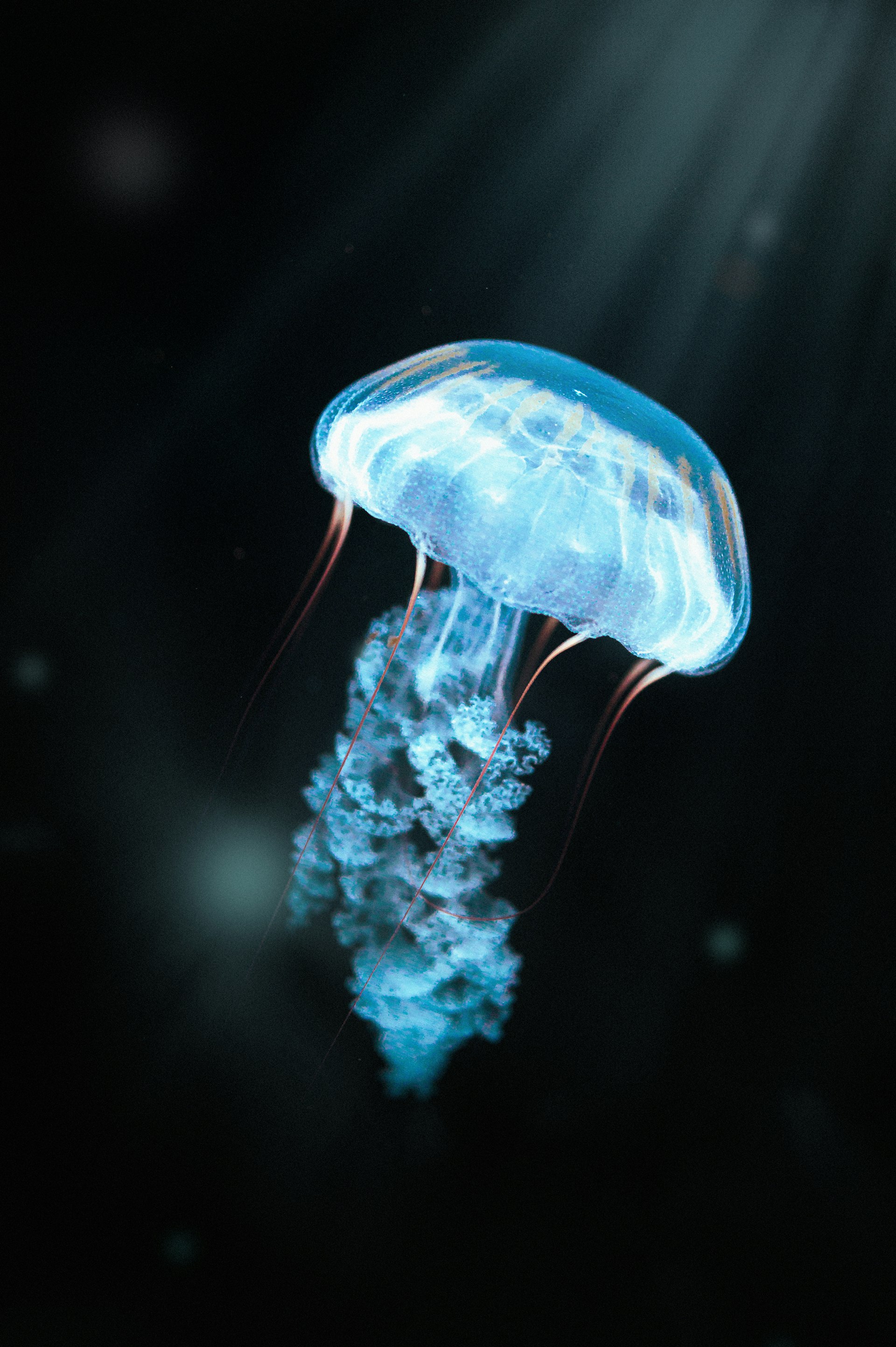 A glowing blue jellyfish in deep dark water