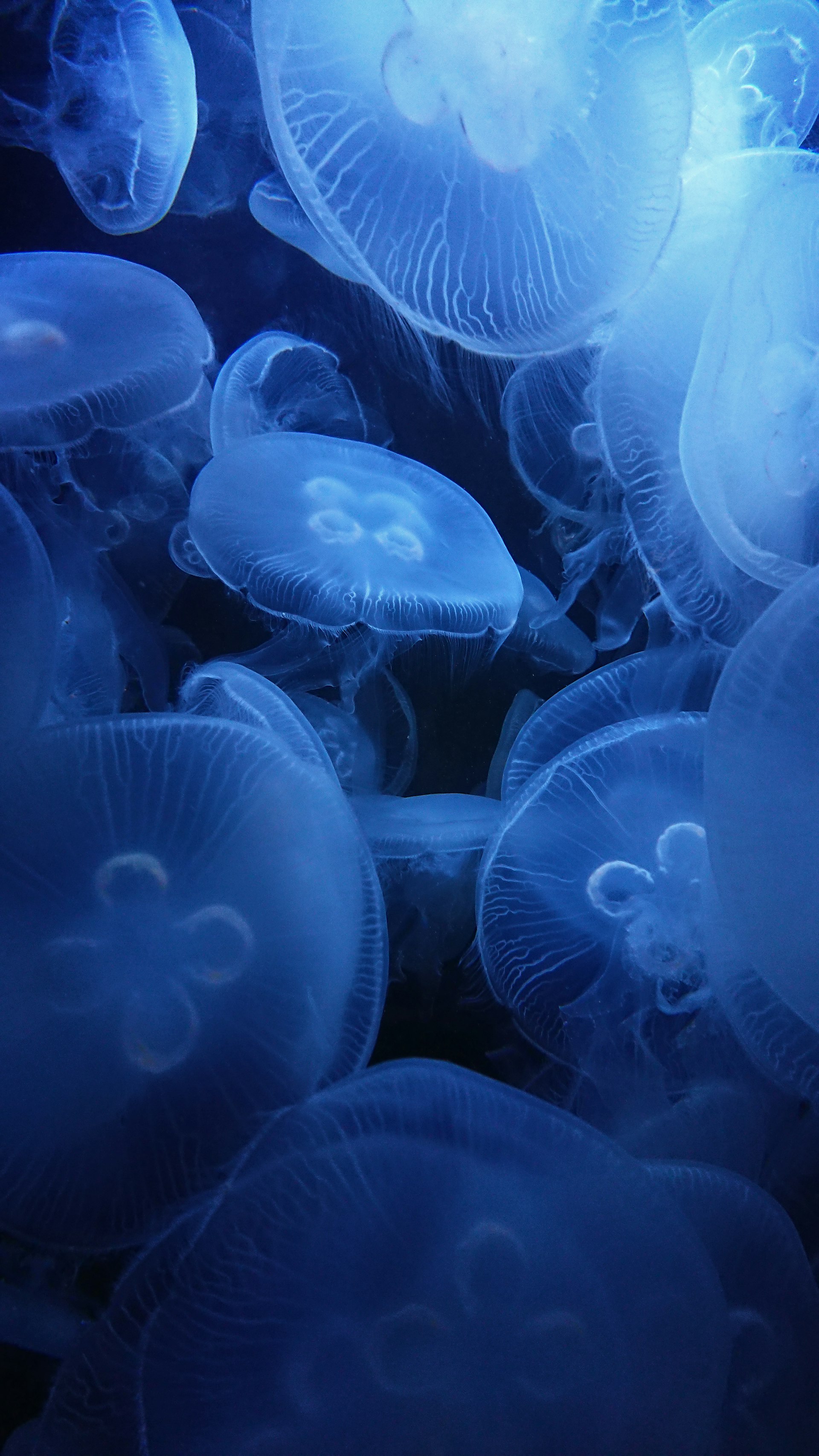 A group of blue jellyfish swimming together in the sea
