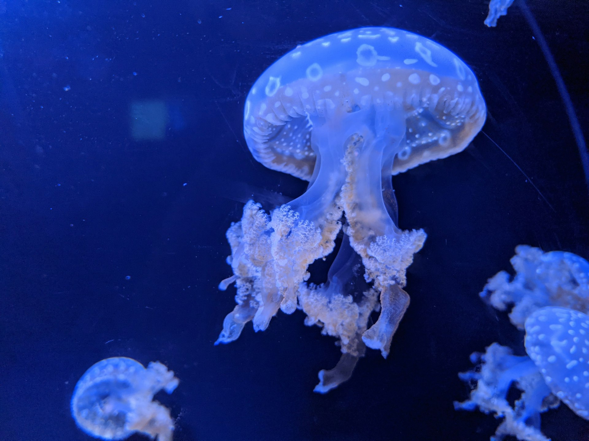 A translucent jellyfish glowing in bright blue aquarium water