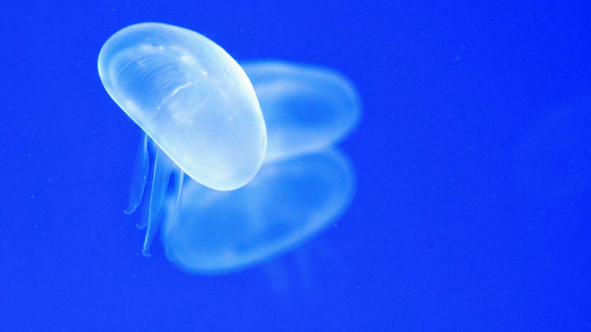 A jellyfish with long tentacles against a dark blue background