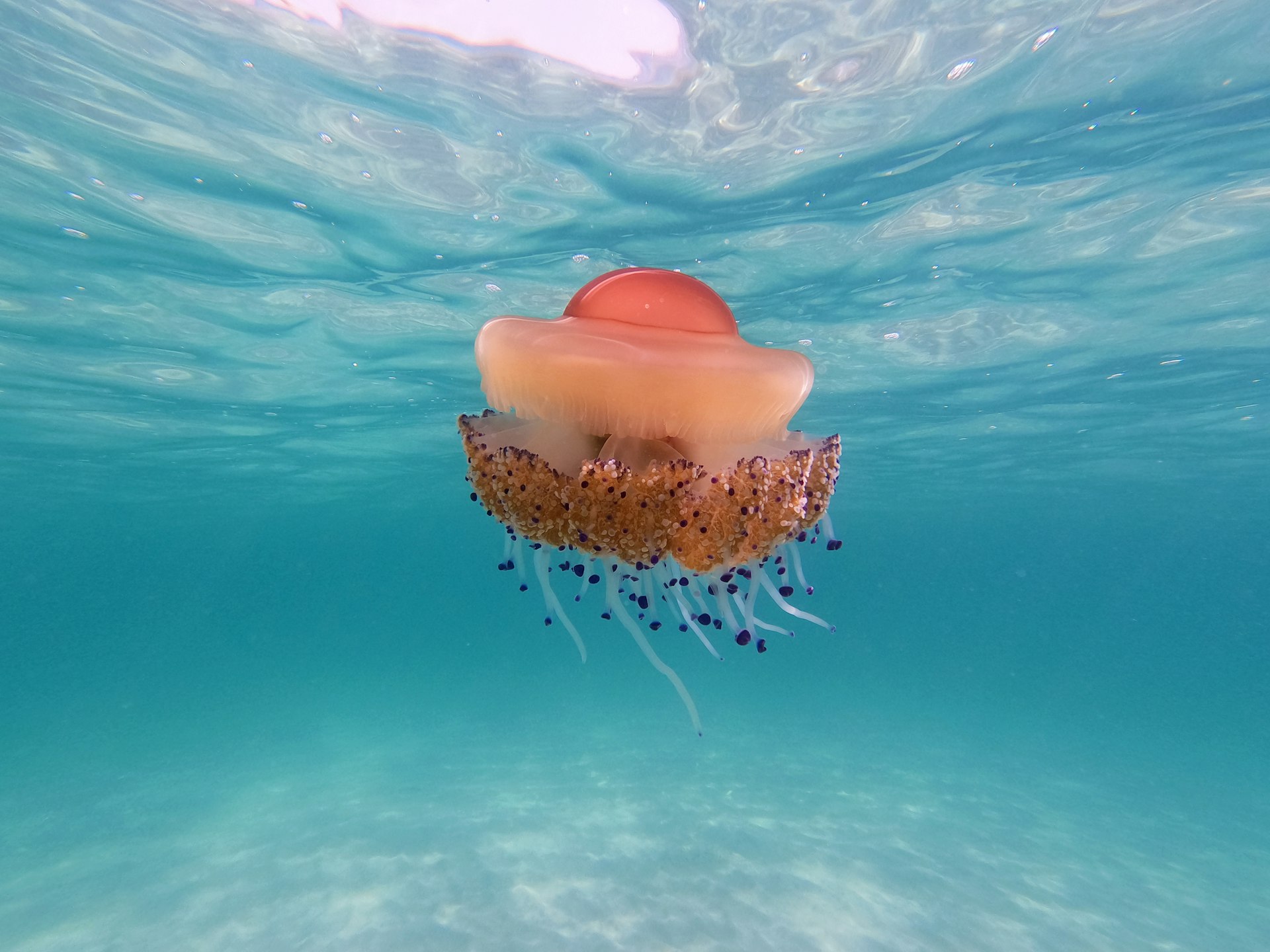 A pink and white jellyfish in turquoise water