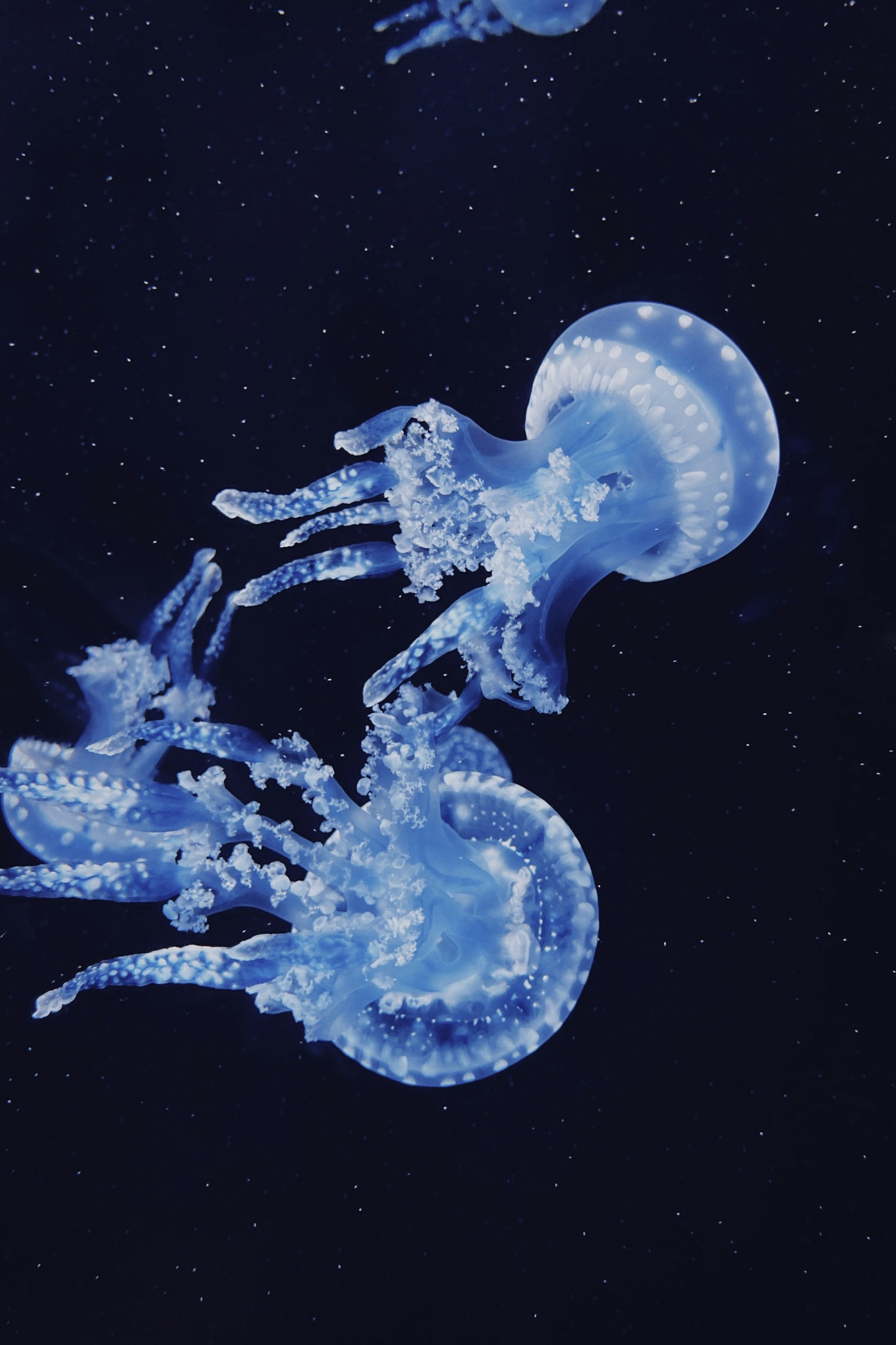 A close-up of a blue jellyfish showing its translucent body