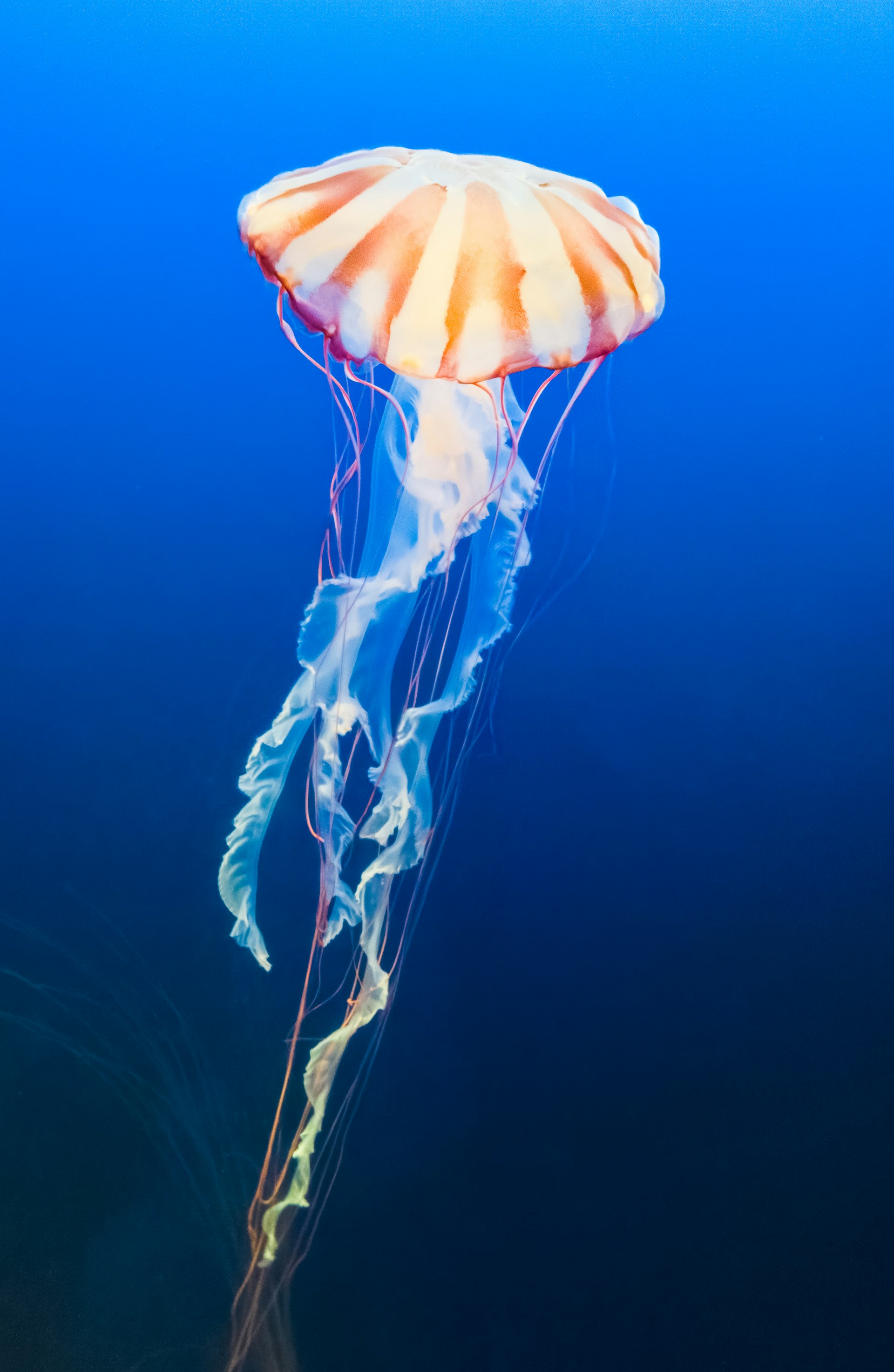 Jellyfish cover